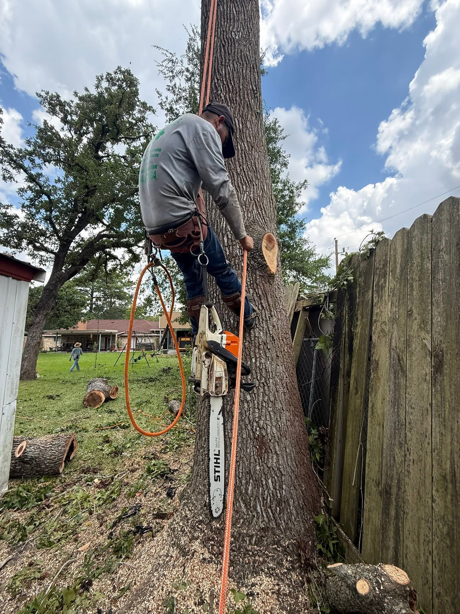 All Tree Service climber with chainsaw partway up a large oak during a removal near Houston
