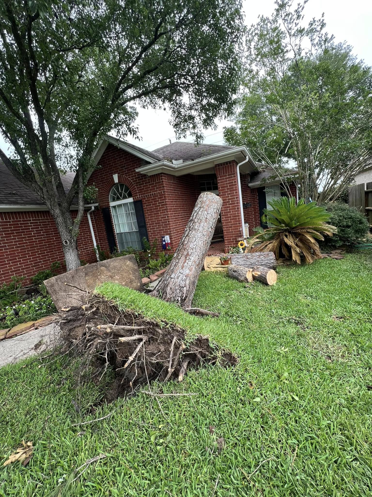 Uprooted tree leaning against brick home after storm in Houston area, TX
