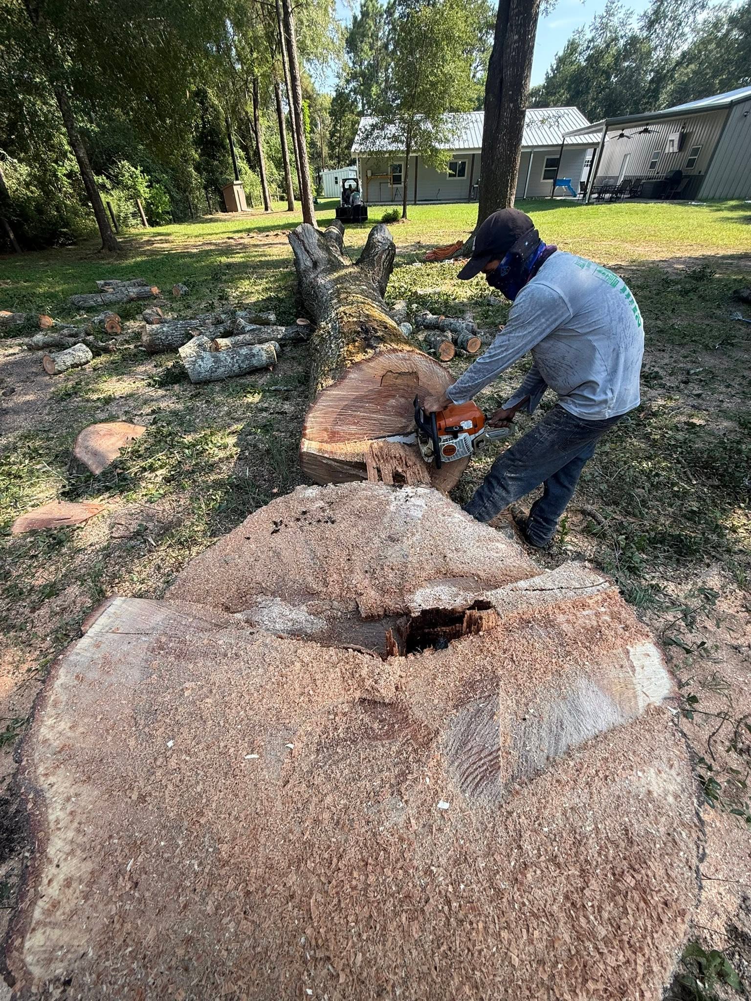 All Tree Service crew member cutting a large felled oak with a chainsaw near Houston